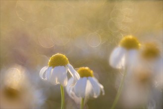 Common camomile (Matricaria recutita), Asteraceae, Otterswang, Pfullendorf, Linzgau,