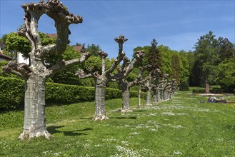 Trimmed plane trees in the city garden of Emmendingen, Baden-Württemberg, Germany, Europe