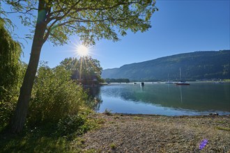 Lakeside, Tree, Sun, Morning, Summer, Steindorf am Lake Ossiach, Lake Ossiach, Carinthia, Austria,