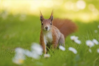 Eurasian red squirrel (Sciurus vulgaris) looking curiously at the photographer, Clara Zetkin Park,