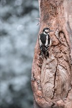 Great spotted woodpecker (Dendrocopos major) from behind, hanging on a light tree trunk, looking to