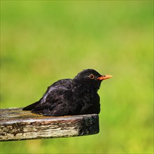 Blackbird (Turdus merula), lying on a bench, sunbathing, St Mary's, Isles of Scilly, Cornwall,