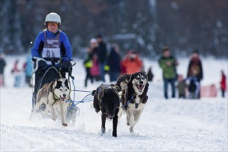 Sled dog race in Nassau Erzgeb