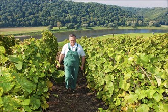 Not far from the Boselspitze, leaning towards the Elbe, is the vineyard known as the Rote Presse .