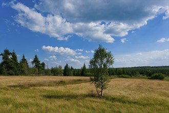 Zinnwald Georgenfeld raised bog