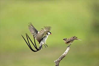 Pintailed Whydahs, pair, courting, Sabie Sand Game Reserve, South Africa (Vidua macroura)