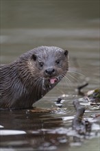 European otter (Lutra lutra) adult animal sticking its tongue out in a river, Norfolk, England,