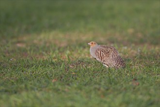 Grey or English partridge (Perdix perdix) adult bird stretching its wing in a farmland cereal crop,