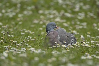 Wood pigeon (Columba palumbus) adult bird on a grass lawn filled with flowering daisy plants,