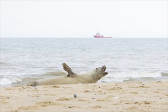 Grey (Halichoerus grypus) seal adult animal on a beach with a boat on the sea in the background,