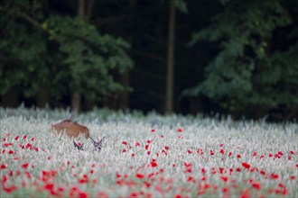 Roe deer (Capreolus capreolus) adult female doe with two young fawns in a farmland wheat field with