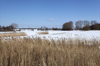 Winter landscape near Rerik, Mecklenburg, Baltic Sea, Germany, Europe