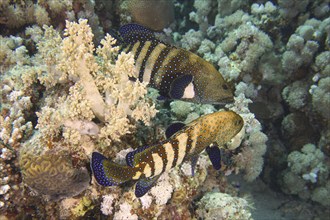 Pair of bluespotted grouper (Cephalopholis argus) during courtship, mating, dive site House Reef,