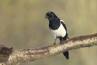 European magpie (Pica pica), common magpie, European magpie, sitting on a branch, wildlife,