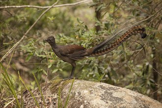 Brown-backed Lyrebird male in Macquarie Pass National Park, Australia (NSW)