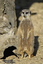 Meerkats (Suricata suricatta), alert, captive, Switzerland, Europe