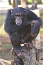 West African Chimpanzee (Pan troglodytes verus), Tacugama Chimpanzee Sanctuary, Province Western