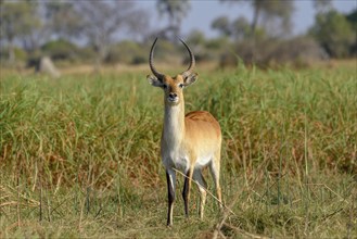 Red Lechwe (Kobus leche leche), Gomoti Plains, Okavango Delta, Botswana, Africa