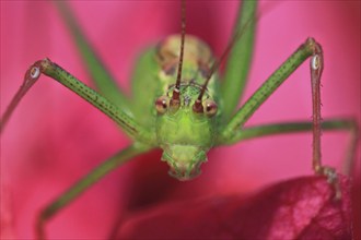 Speckled bush-cricket (Leptophyes punctatissima), green grasshopper sitting on pink bougainvillea,