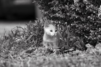 White kitten, felidae (Felis silvestris catus), hiding in bushes, monochrome, Germany, Europe