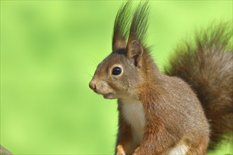 Eurasian red squirrel (Sciurus vulgaris), animal portrait, side view, wildlife, Wilden, North