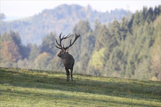 Red deer (Cervus elaphus) in a mountain meadow during the rut, Allgäu, Bavaria, Germany, Europe