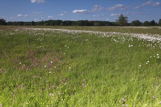 Meadows in spring with buttercups, campion and bluebells, flowering floodplain meadows in spring,