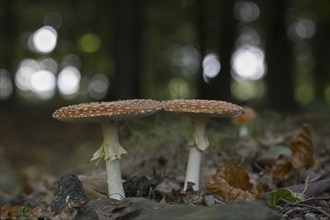 Fly agarics (Amanita muscaria), Emsland, Lower Saxony, Germany, Europe