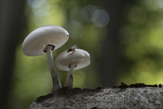 Porcelain fungi (Oudemansiella mucida), Emsland, Lower Saxony, Germany, Europe