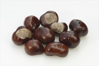 Horse-chestnut (Aesculus hippocastanum), Chestnut Chestnuts