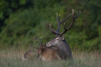 Red deer (Cervus elaphus), red deer, capital mountain stag resting in forest clearing