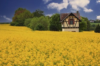 Small half-timbered house surrounded by flowering rape fields, Bamberg, Upper Franconia, Germany,