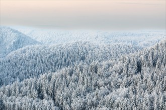 Winter spruce (Picea) (Pinaceae) forest, pine family, snow, winter, dawn, Fridingen, Danube valley,