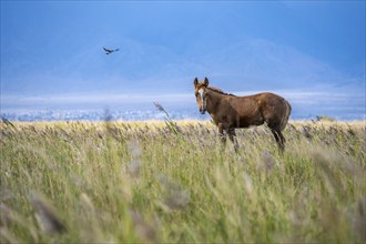 A single horse in a green meadow with a dramatic view of the sky, Yssykköl, Kyrgyzstan, Asia