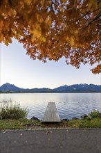 Steg am Hopfensee, Allgäu Alps, Hopfen am See, Ostallgäu, Bavaria, Germany, Europe