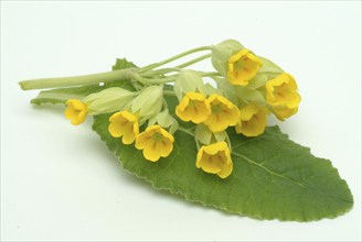 Common cowslip (Primula officinalis), cowslip, apothecary primrose, medicinal plant, flowers