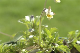 Field heartsease (Viola tricolor), medicinal plant, herb, wild plant, medicinal use