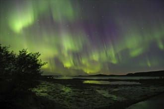 Northern Lights (aurora borealis), fjord at low tide, Offersöy, FV 17, Kystriksveien, Nordland,