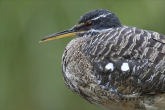 Portrait of a sunbittern (Eurypyga helias), captive