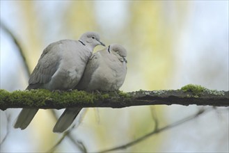 A pair of eurasian collared dove (Streptopelia decaocto) during courtship display, emotion,