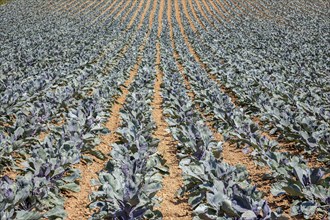 Field with red cabbage (Brassica oleracea convar. capitata var. rubra L.), Southern Palatinate,