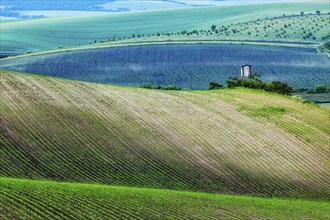 Rural Europe background, Moravian rolling landscape with hunting tower shack on sunset. Moravia,