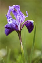 Himalayan Iris in Kullu Valley, Himachal Pradesh, India, Asia