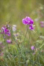 Perennial peavine (Lathyrus latifolius), also broad-leaved vetch or bucket vetch, flowers,