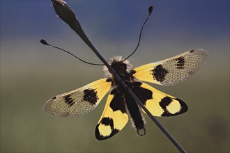 Ascalaphid owlfly (Libelloides macaronius), macro, resting on blade of grass with spread yellow