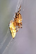 European garden spider (Araneus diadematus) in web with captured bug, North Rhine-Westphalia,