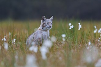 Eurasian lynx (Lynx lynx), in meadow