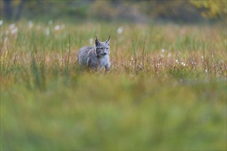 Eurasian lynx (Lynx lynx), in meadow