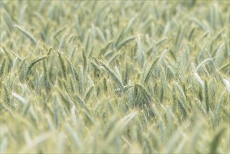 Cereal field, rye (Secale cereale), unripe ears, North Rhine-Westphalia, Germany, Europe