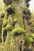 Common beech (Fagus sylvatica) deadwood overgrown with mossy tinder funguses (Fomes fomentarius),